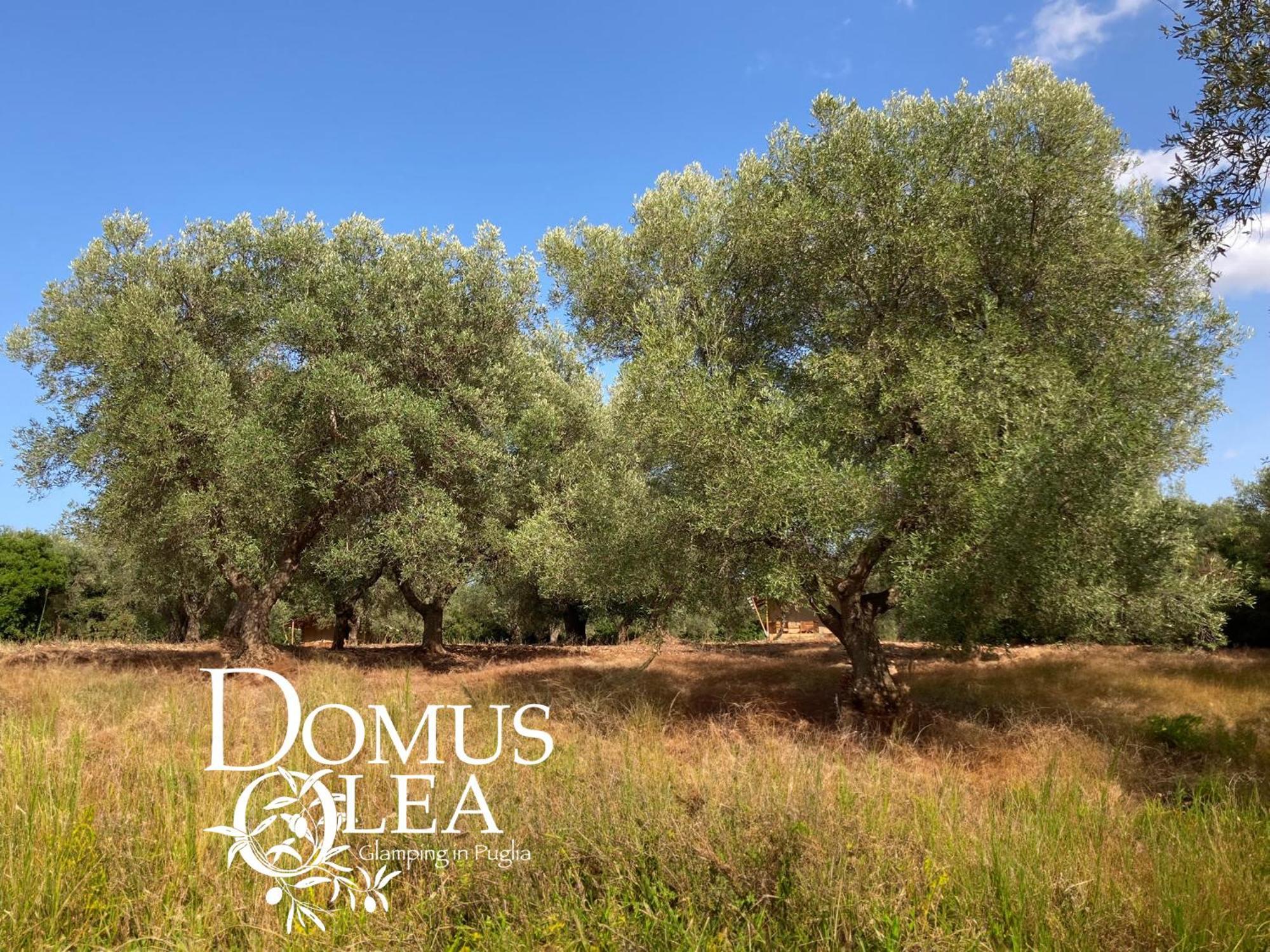 Domus Olea Glamping Hotel Ceglie Messapica Luaran gambar